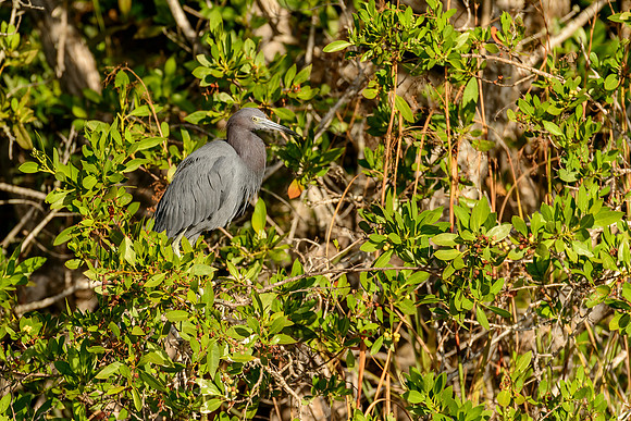 Little Blue Heron