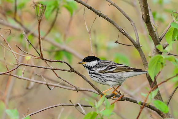 Blackpole Warbler
