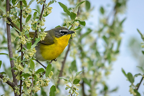 Yellow-breasted Chat