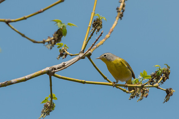Nashville Warbler