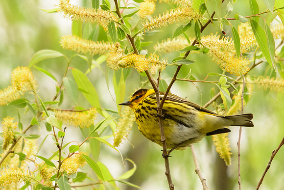 Cape May Warbler