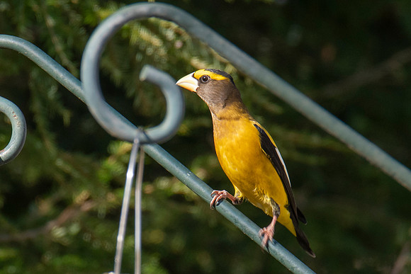 Evening Grosbeak