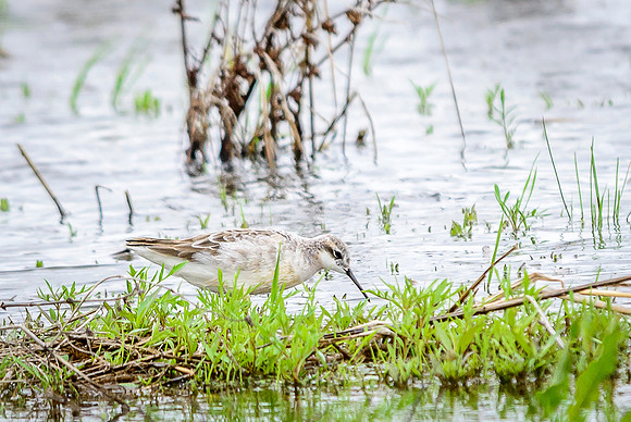 Wilson's Phalarope; Killdeer Plains WA