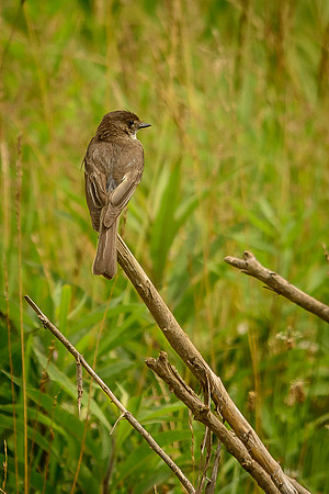 Eastern Pheobe