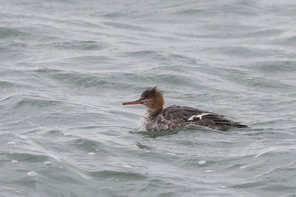 Red Breasted Merganser