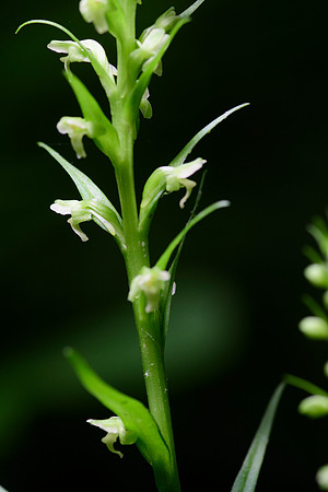 Northern Tubercled Orchid