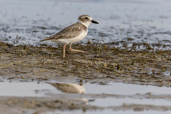 Wilson's Plover