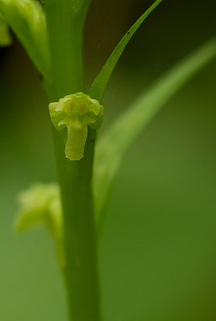 Northern Tubercled  Orchid