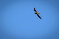 Chimney Swift