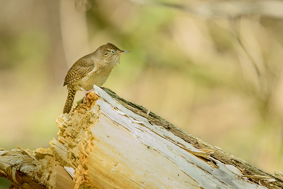 House Wren; Magee Marsh Ohio