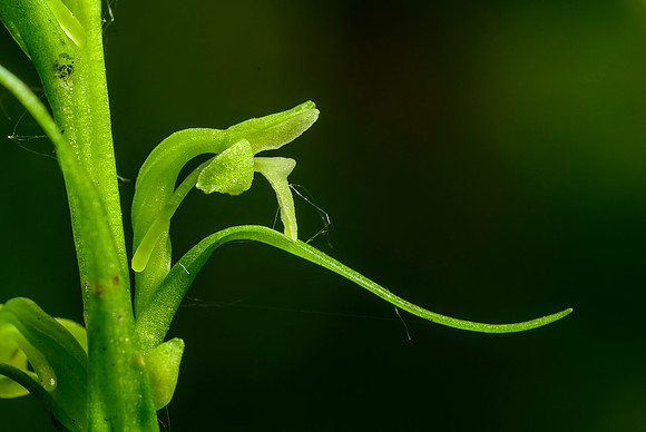 Northern Tubercled Orchid