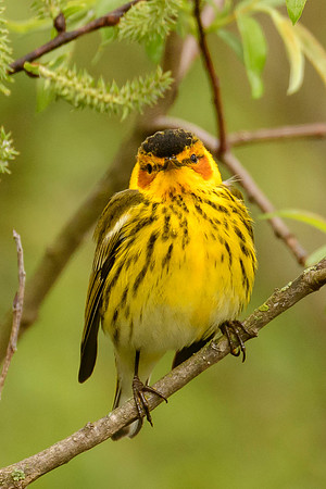 Cape May Warbler