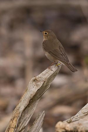 Swainson's Thrush; Magee Marsh, Lake Erie, Ohio