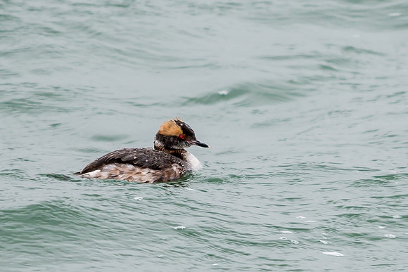 Horned Grebe, Findlay Reservoir, Findlay Ohio