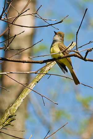 Great Creasted Flycatcher; Big Island Wildlife Area
