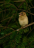 House Sparrow