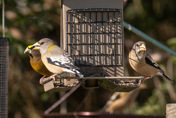 Evening Grosbeak