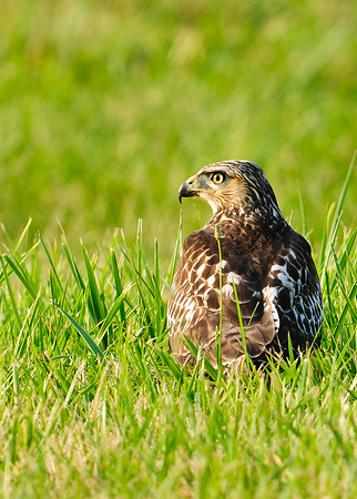 Red-tailed Hawk