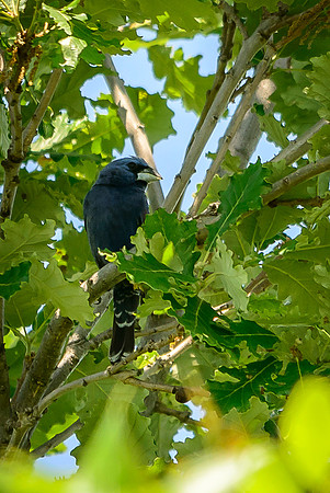 Blue Grosbeak; Batelle Darby Metro Park, Columbus Ohio