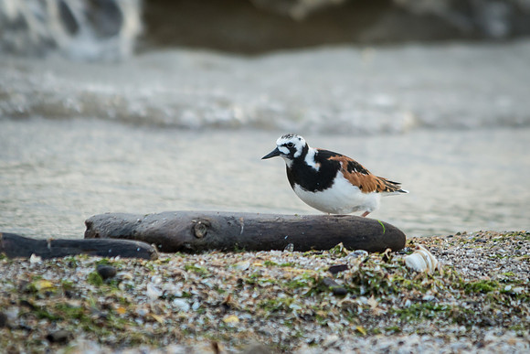 Ruddy Turnstone