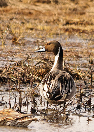 Northern Pintail ; Big Island Wildlife Area, Marion Ohio