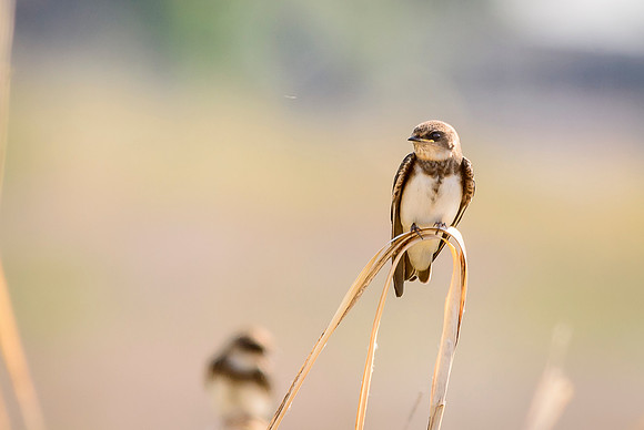 Bank Swallow