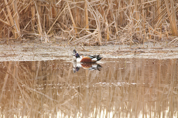 Northern Shoveler