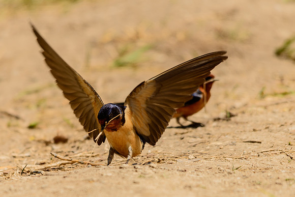 Barn Swallow