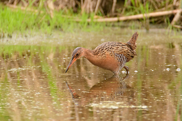 King Rail