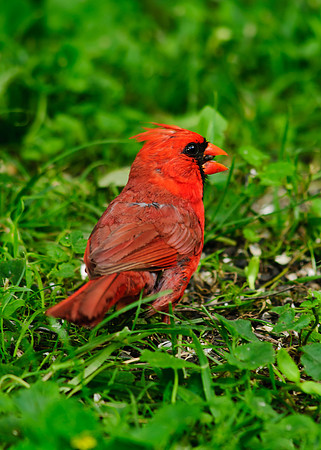 Northern Cardinal; Male