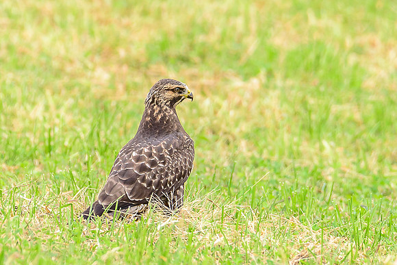 Swainson's Hawk