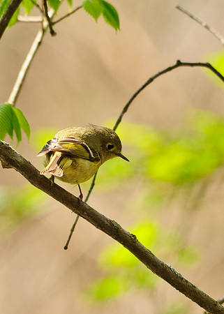 Ruby Crowned Kinglet; Lawrence Woods, Kenton  OH