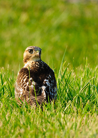 Red-tailed Hawk