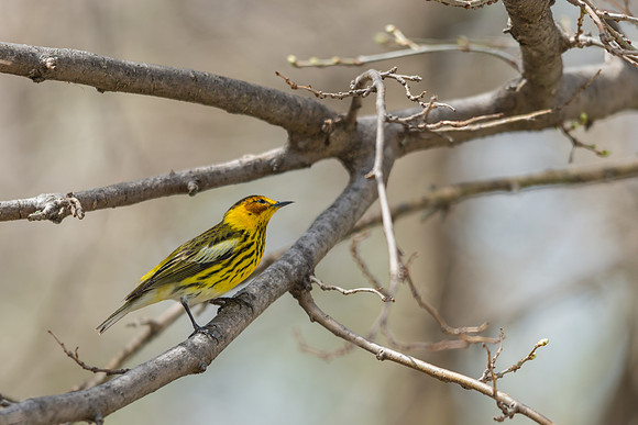 Cape May Warbler
