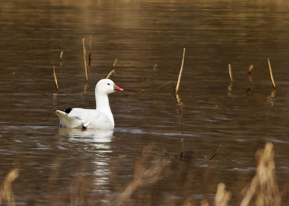 Ross's Goose; Big Island Wildlife Area, Marion Ohio