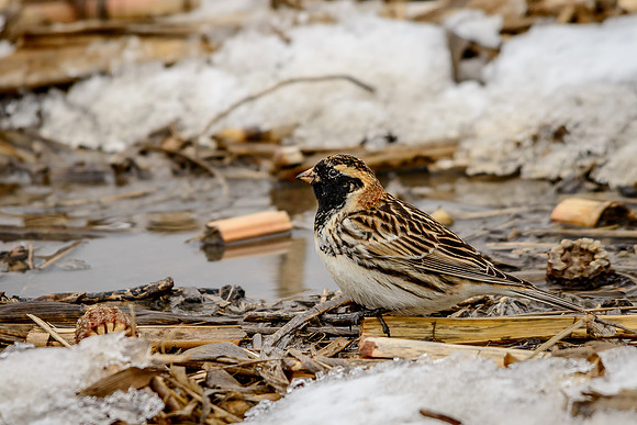 Lapland Longspur