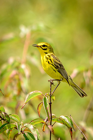 Prairie Warbler