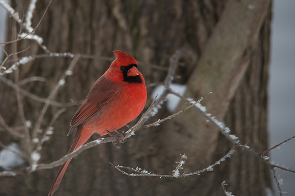 Northern Cardinal; Male