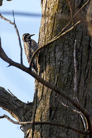 Yellow-bellied Sapsucker