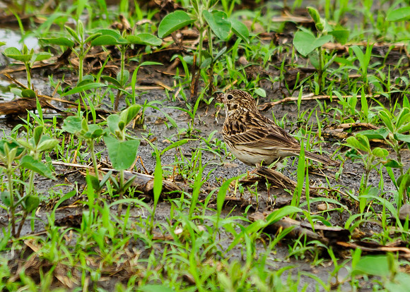 Vesper Sparrow; Shelby County Ohio
