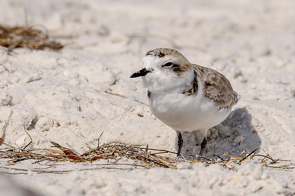 Snowy Plover