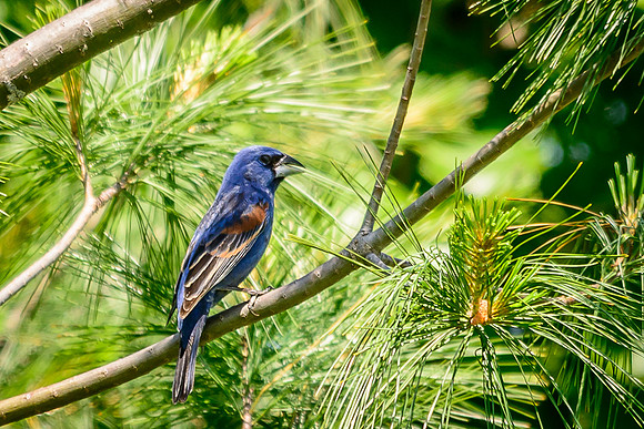 Blue Grosbeak; Batelle Darby Metro Park, Columbus Ohio