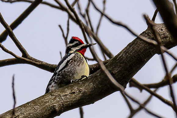 Yellow-bellied Sapsucker