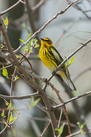 Cape May Warbler