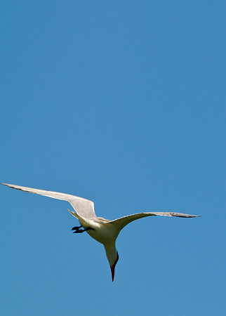 Caspian Tern