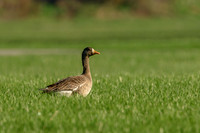 Greater White-fronted Goose