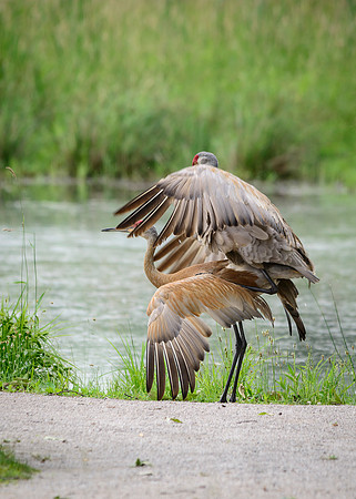 Sandhill Crane Pair