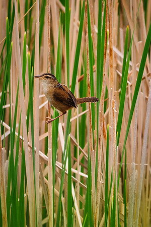 Marsh Wren ; Magee Marsh, Lake Erie OH