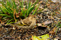 Pine Siskin
