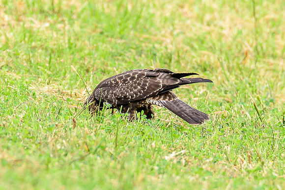 Swainson's Hawk